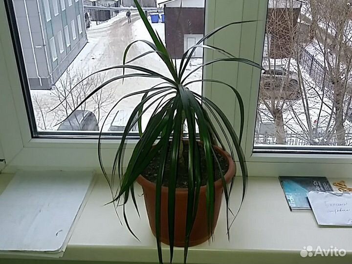 Драцена Маргината