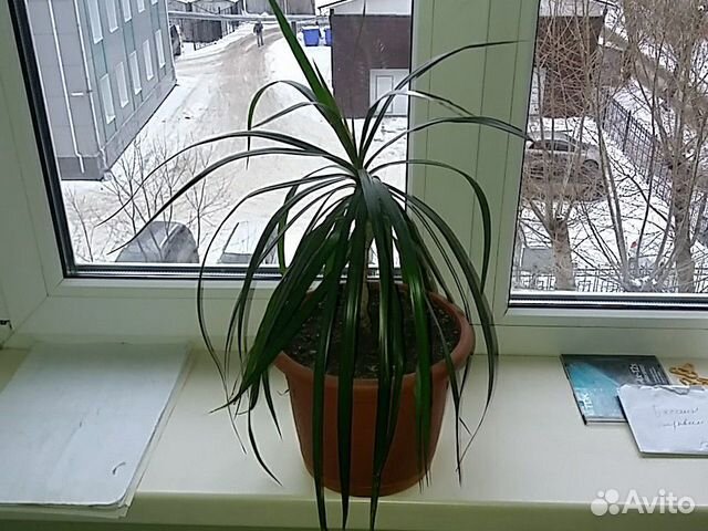 Драцена Маргината