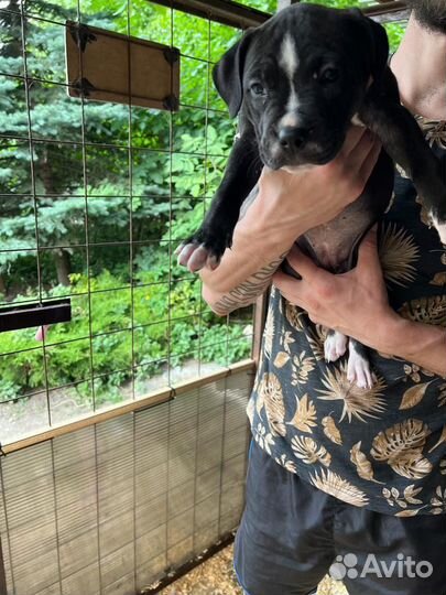 Щенки питбультерьера