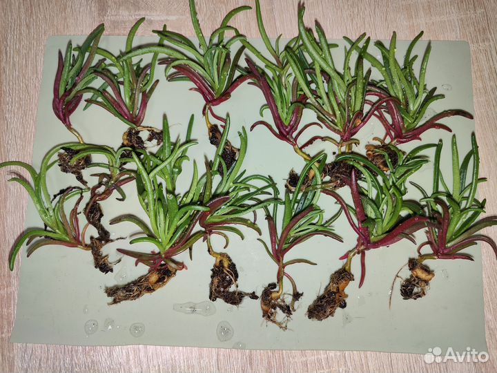 Местоклема суккулент