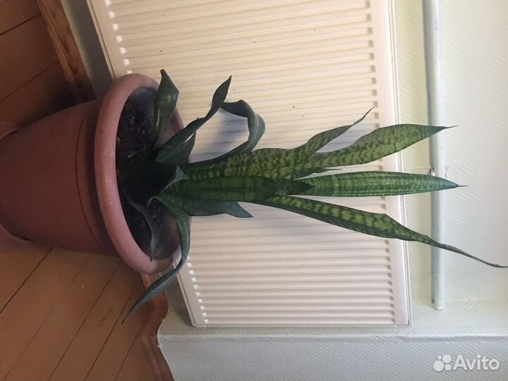 Растение Сансевиерия. «Щучий хвост»