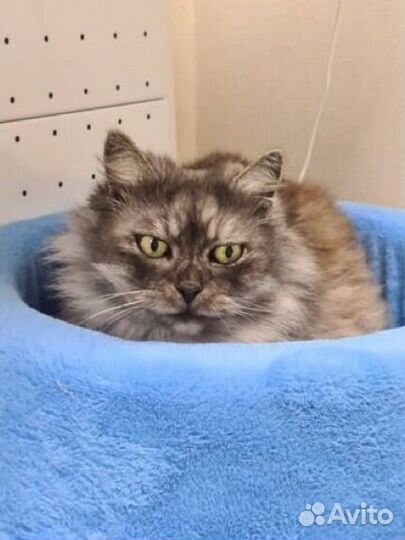Персидская кошечка Мотя в дар бесплатно