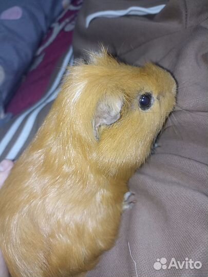 Морские свинки