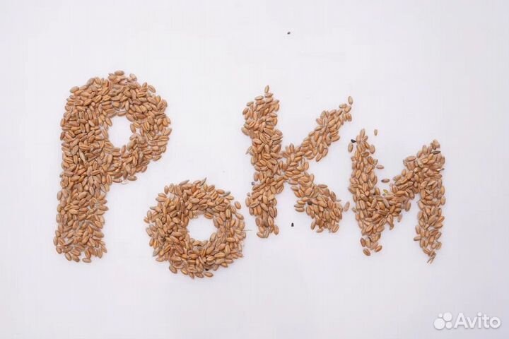 Зерно пшеница, овес, ячмень