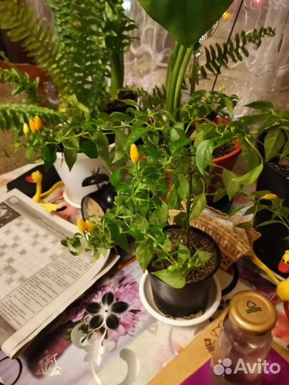 Перец домашний жёлтый острый