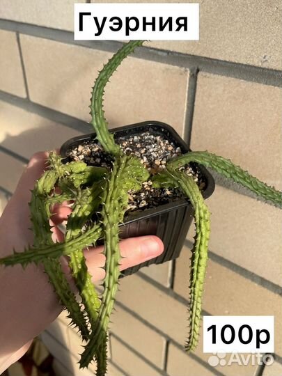 Суккуленты