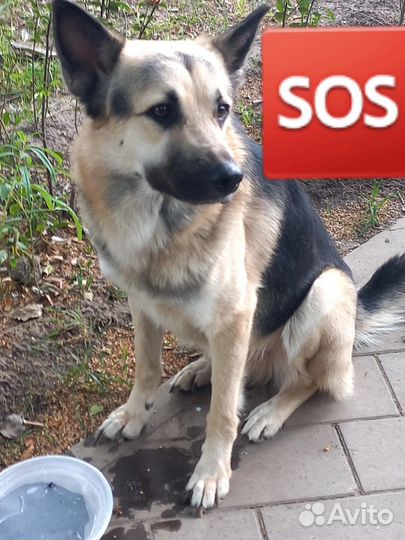 Собаку выбросили