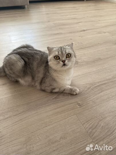 Британская кошка бесплатно