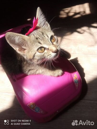 Кошка в дар