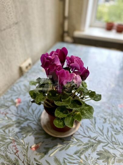 3-к. квартира, 80,2 м², 4/10 эт.