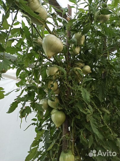 Сорт - супер