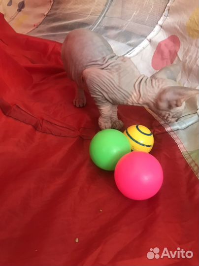 Канадский сфинкс котенок