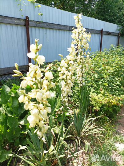 Хосты, лилии