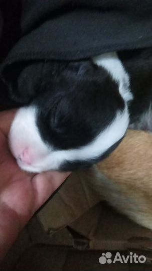 Собаки не для пиара