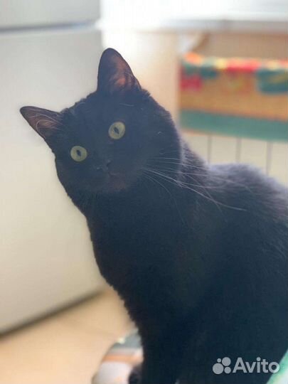 Кошка в дар бесплатно