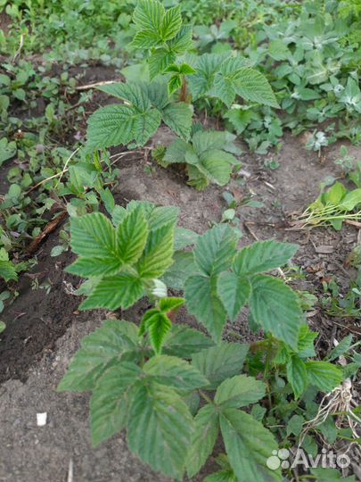 Рассада малины