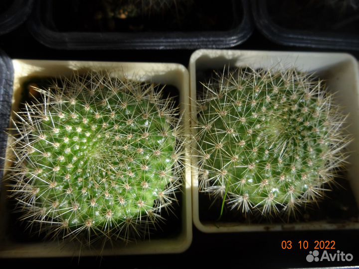 Кактусы разные