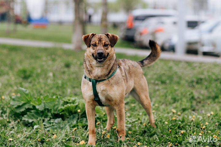 Собака в добрые руки