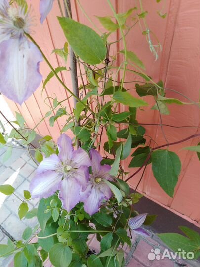 Саженцы клематиса 3 группы