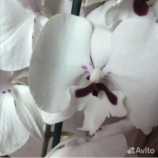 Орхидея фаленопсис