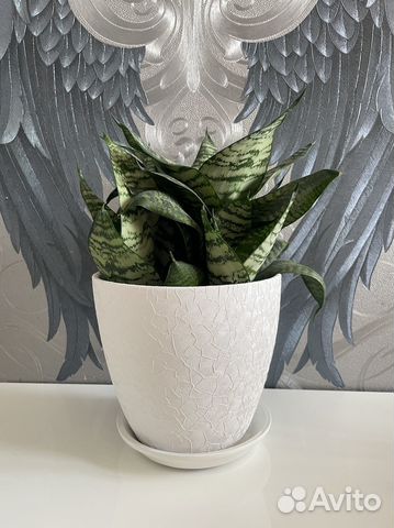 Продам комнатное растение Сансевиерия Ханни