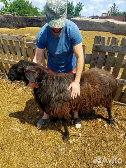 Баран на племя