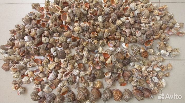 Ракушки рапана черноморского
