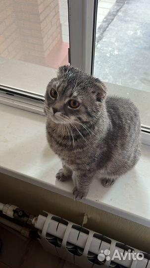 Шотландский кот вязка