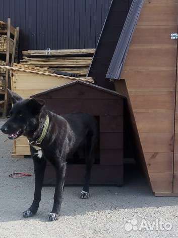 Собачья будка