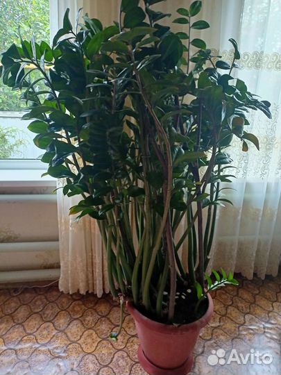 Замиокулькас