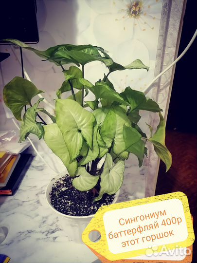 Сингониум баттерфляй