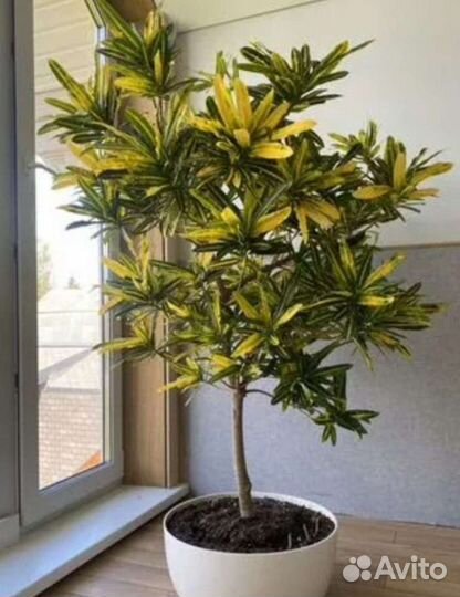 Кротон Сани стар