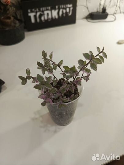 Кализия розовая пантера