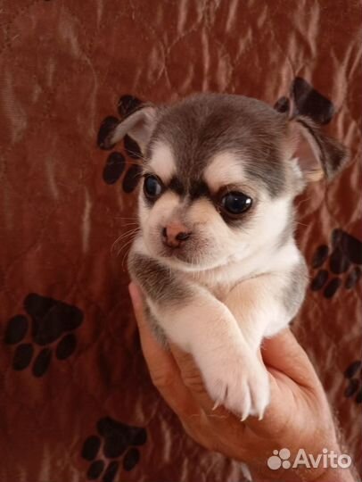 Уникальный окрас - маленький хаски-чихуахуа