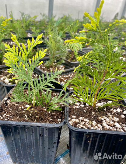 Туя Брабант саженцы