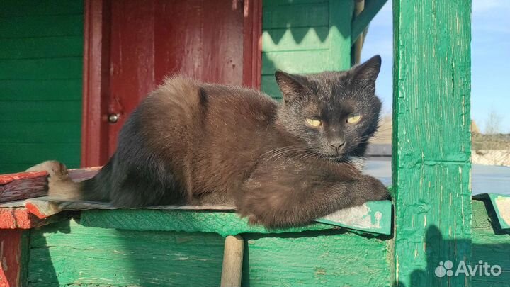 Котик в добрые руки