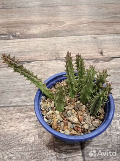 Суккуленты