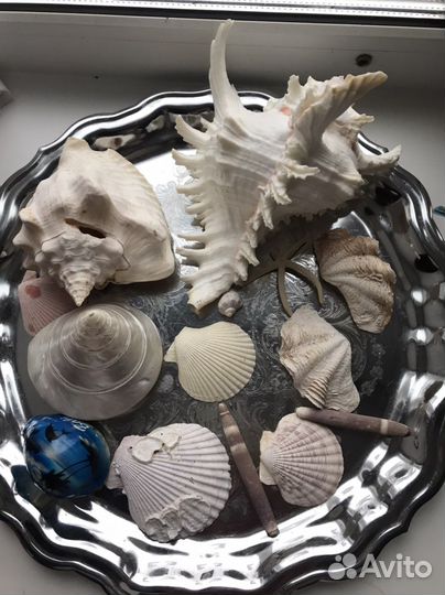 Ракушка для аквариума
