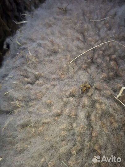 Шерсть овечья