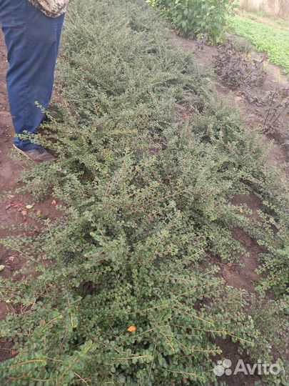 Декоративные кустарники