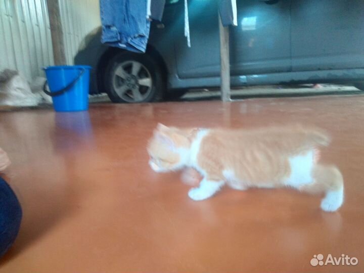 Котята бесплатно
