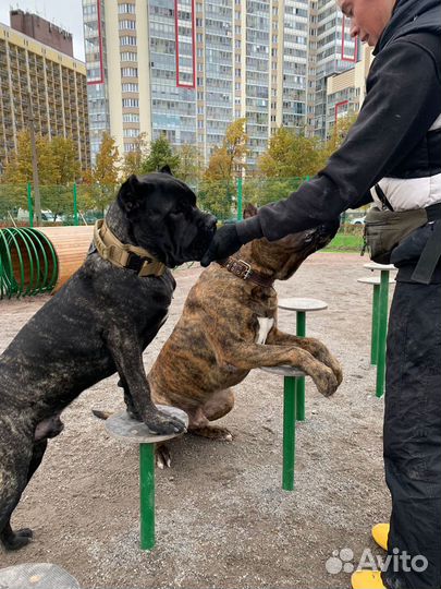 Кинолог, дрессировка, набор в группу