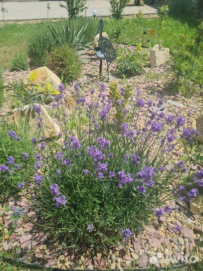 Саше из лаванды