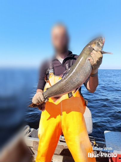 Дикий лосось ладожский свежак розница/опт