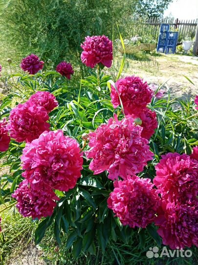 Пионы саженцы корни