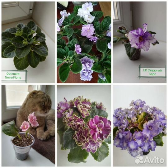 Сортовые фиалки