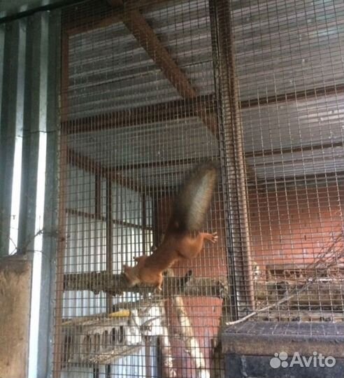 Белка сибирская