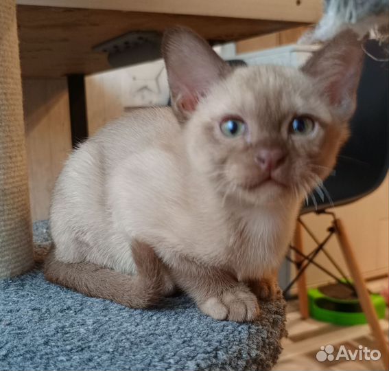 Шоколадный мальчик