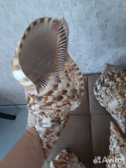 Морская раковина