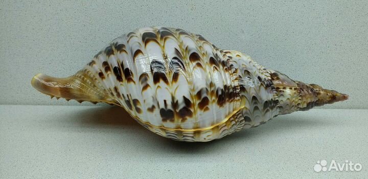 Рог Тритона 29,8